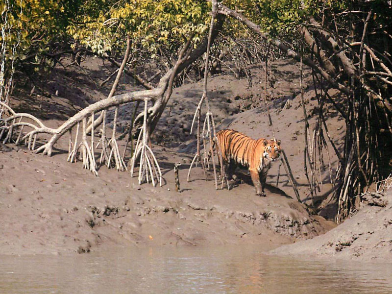 Sunderban - An Unforgettable 2nts-3days experience
