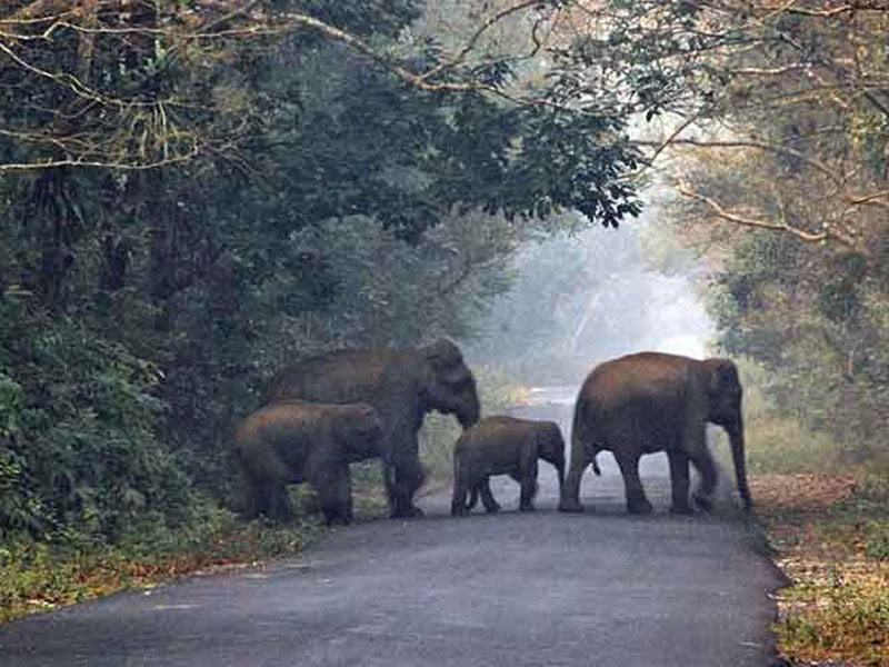 Dooars - all time favorite