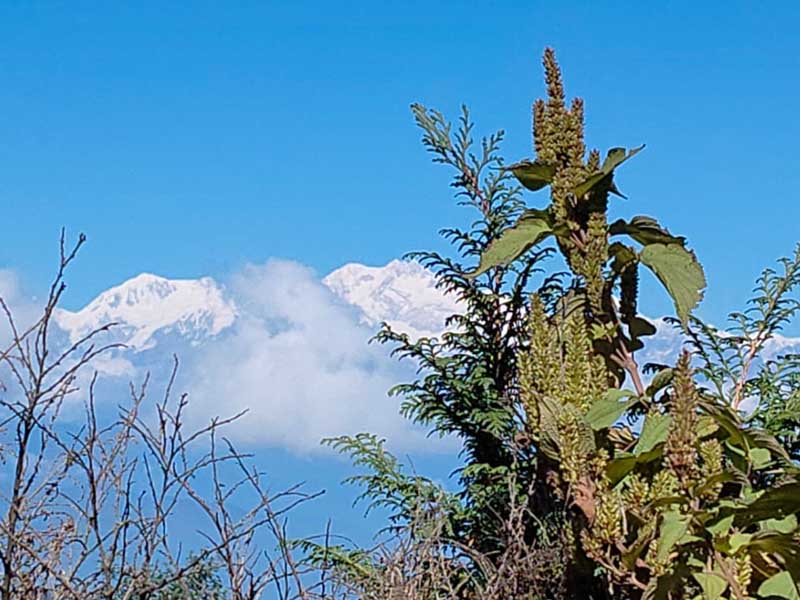 Rangaroon - An offbeat village with a lush tea estate